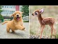 Funniest Animals 2024 😂 Best Funny Cats and Dogs 😻🐶 Part 29 | Cute Baby Dogs