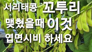 재배하기 쉽고 맛도최고👍꼬투리 많고 키도 크지 않은 속청 늦서리태(개인육종)신품종과 콩 다수확 방법 알려 드립니다 (귀족서리태 아님)