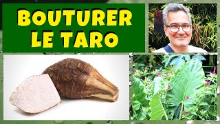 Bouturer et cultiver le taro (Colocasia esculenta)