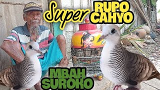 Perkutut Lokal Katuranggan RUPO CAHYO Super Dari Mbah Suroko 😍 Istimewa