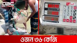 পদ্মার এক বাঘাইড় ৪৭ হাজার টাকায় বিক্রি | DBC NEWS Special