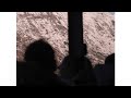 Saudade & LENNOX - REVELATIONS