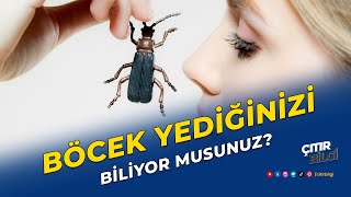 Her Yıl Böcek ve Örümcek Yediğinizi Biliyor musunuz ? - En İlginç Bilgiler #shorts