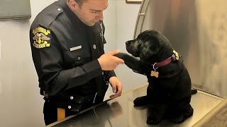The Dog Was Asked To Stay In The Police Station, Then The Whole World Heard This Shocking Story!