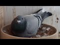 this is the best time pigeon breeding