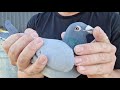 this is the best time pigeon breeding