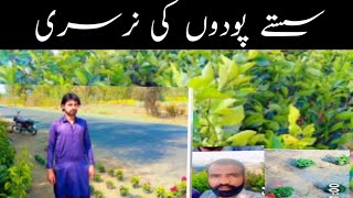 Cheapest Nursary Plants | Saste pode |Vlog |informative |@Sohni Dharti 7043