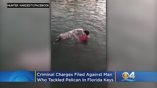 Video: Criminal Charges Filed Against Man Who Tackled Pelican In Florida Keys