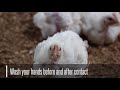 APHIS: Biosecurity Basics to Defend the Flock