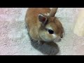 二本脚で立ってバナナを食べるウサギのモキュ様。rabbit on banana