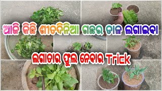 How to propagate winter flowering plants from cutting ll କେଉଁ କେଉଁ ଡାଳ ଲଗେଇଲି ll ଶୀତଦିନରେ ଲଗାତାର ଫୁଲ