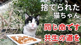 猫も人も命は同じ、共生する道を選んでください