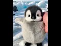 ペンギン赤ちゃんの遊び、萌えすぎるぞ！🐧👶💖 ペンギン赤ちゃん 萌える 子どもの遊び