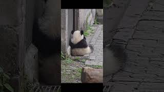 a cute back of yuai eating hard渝爱非常努力在吃竹笋 #cute #cutepanda #giantpanda #lovely #panda #大熊猫