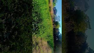 Beauty of nature in villages 🏞️🏞️ #status ##shourtsvideo ##nature