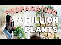 I Propagated a Million Plants at Midnight | Q & A | Plant Chores | Houseplant Care Routine Tips