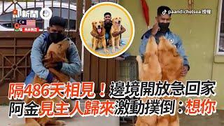 黃金獵犬隔486天和主人相見　激動撲倒狂親｜阿金｜狗｜寵物｜精選影片