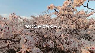 桜2022 桜の海をユラユラと．．