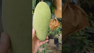 jin Huang Mango ,very sweet mango in GreenLand Nursery , plant available ☎️8918494093 #mango #india