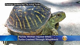 Florida Woman Injured When Turtle Crashed Through Windshield