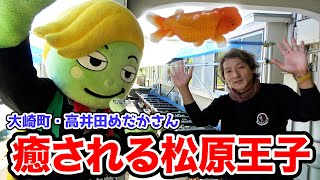 松原王子が可愛いめだかや金魚にうっとりしてきました【大崎町の非公式ご当地キャラ・松原王子】【#5】