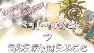 ✴ペットちゃんが今あなたに伝えたいこと✴【タロット占い🌟オラクルカード】