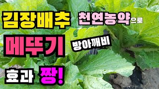 배추벌레 메뚜기 방아깨비 잡는 효과 짱! 배추벌레천연살충제,배추벌레 천연농약,  배추벌레 친환경살충제, 배추 벌레 퇴치법, 배추 벌레