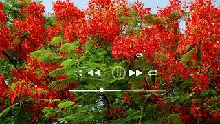 How to grow Gulmohar Trees? @HowAGardenWorks  Gulmohar Flower is very Beautiful