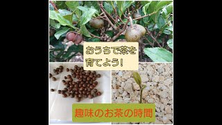 茶を種からそだてよう