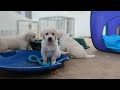 8 Golden retriever puppies (The Sweets Litter)