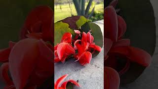 #palash #nature #india #flowers #flameoftheforest #pure#organic #natural#environment#wildlifephoto