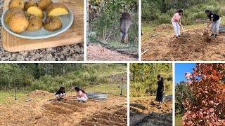 America లో తమ్ముడి ఇంటి backyard లో potatoes ,tomatoes వేసాము॥madhuvanam