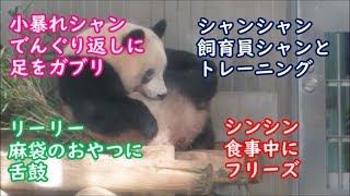 小暴れシャンシャン、自分の足をガブリ＆飼育員シャンとトレーニング　2020.02.07