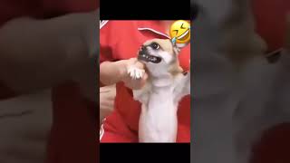 Funniest Videos 2023 😂 Funny Cats 🐱 and Dogs 2  #shorts #YouTube2023 #Pets #funny #Animals