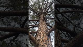 ASMR Tree Whispers: Find Inner Peace in Nature! #shorts #fyp #trending #viral