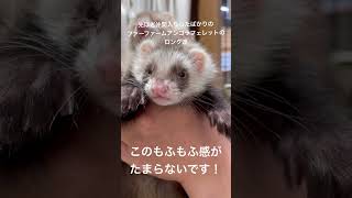 もふもふ感がたまらない、ロングのフェレットちゃん達♪