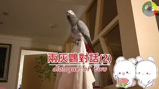 [布布生風]200429布丁說話之兩灰鸚的對話晚餐篇(下);Dialogue of two gray parrots; Gray parrots talking about dinner