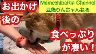 【豆柴】りんちゃん、鳥羽旅行へお出かけ後の食べっぷりが凄かった！vol.218   Shibainu Rinchan had a dinner after she went to Toba.