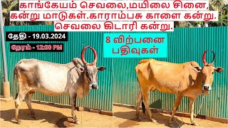 8 விற்பனை பதிவுகள்.காங்கேயம் செவலை,மயிலை சினை,கன்று மாடுகள்.காராம்பசு காளை கன்று.செவலை கிடாரி கன்று.