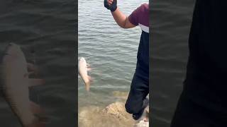 Rohu Fish At Manjeera Dam | Crap Fish | Grass Carp Fish | Rohu Fish Feeder Fishing