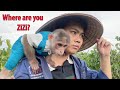 Dad and Monkey SinSin Determined to Find ZiZi Despite Difficulties  Emotional Reunion with Mom!