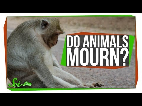 Do Animals Mourn Their Dead? Do Animals Mourn Their Dead?
