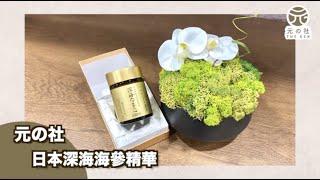 日本深海海參精華 ｜ 產品介紹