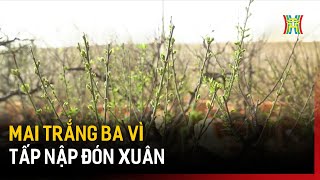 Mai trắng Ba Vì tấp nập đón xuân | Tin tức