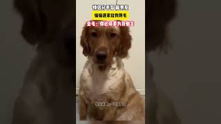 情侣分手后前男友偷偷进家给狗剪毛，狗说：谁能替我做主#golden #dog #funny #shorts