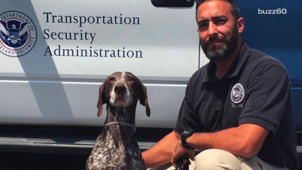 Now You Can Adopt The TSA's Retired Bomb-Sniffing Dogs - YouTube