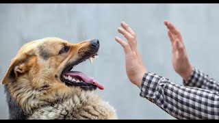 An Understanding of Rabies Diseases - 4 Minutes Microlearning