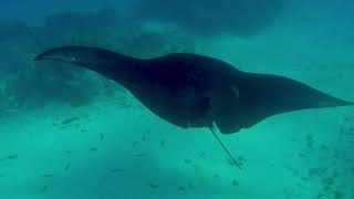 Magical Manta's in Maupiti - Sailing Incentive