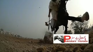 Day 5 Part 19 National championship of Neza Bazi 2018 Faisalabad Agriculture University Tent Pegging