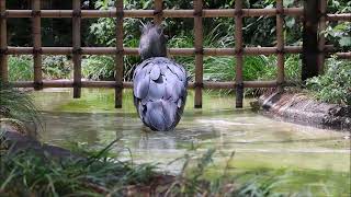 shoebill、ハトゥーウェの水浴び＠上野ハシビロコウ